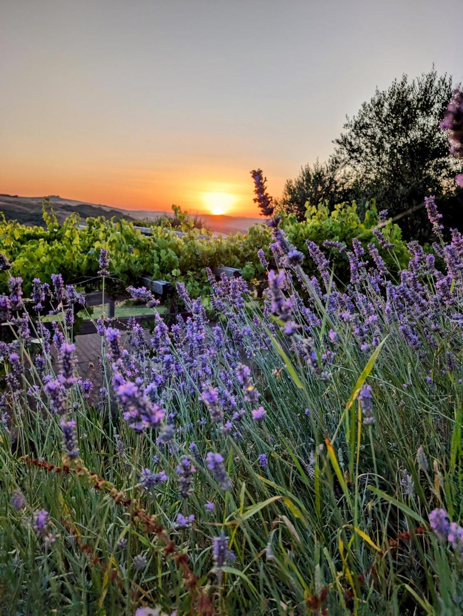 Podere Spedalone Pienza Extérieur photo